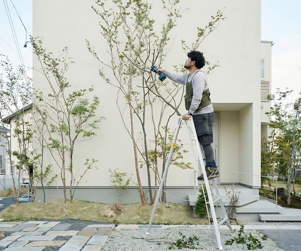 香芝市で植木屋が脚立に乗って庭木の剪定作業をしている様子